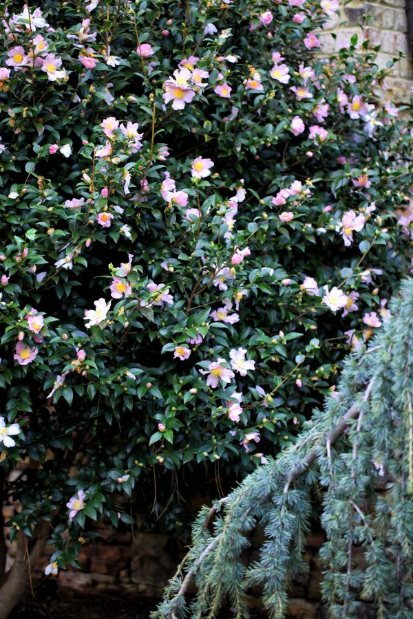 Camellia sasanqua… a Fall Southern Classic – The Graceful Gardener