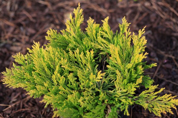 The American Conifer Society – Southeastern Region Rendezvous 2012 ...