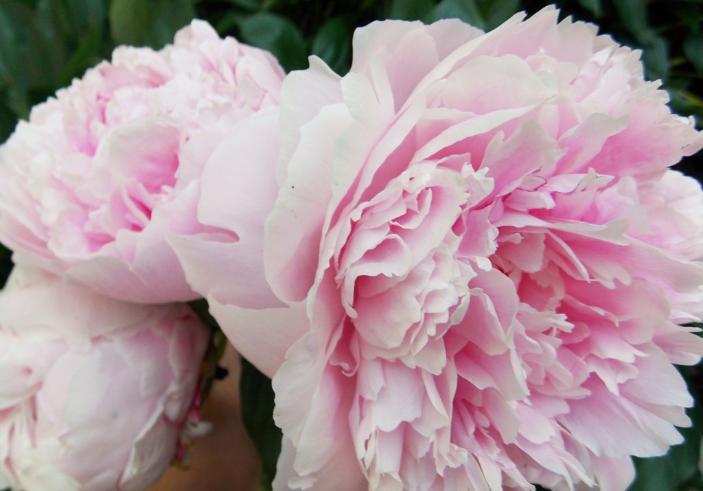 Voluptuous Peonies…in My Garden – The Graceful Gardener