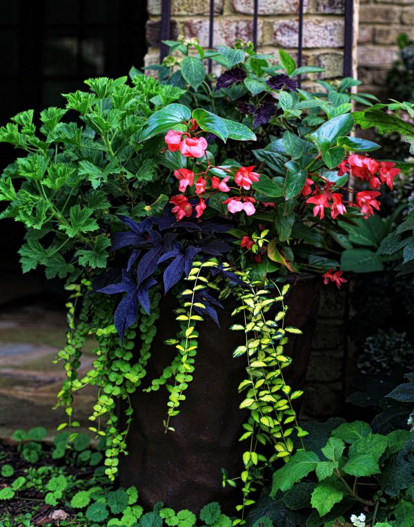 The Graceful Gardener’s Containers – The Graceful Gardener