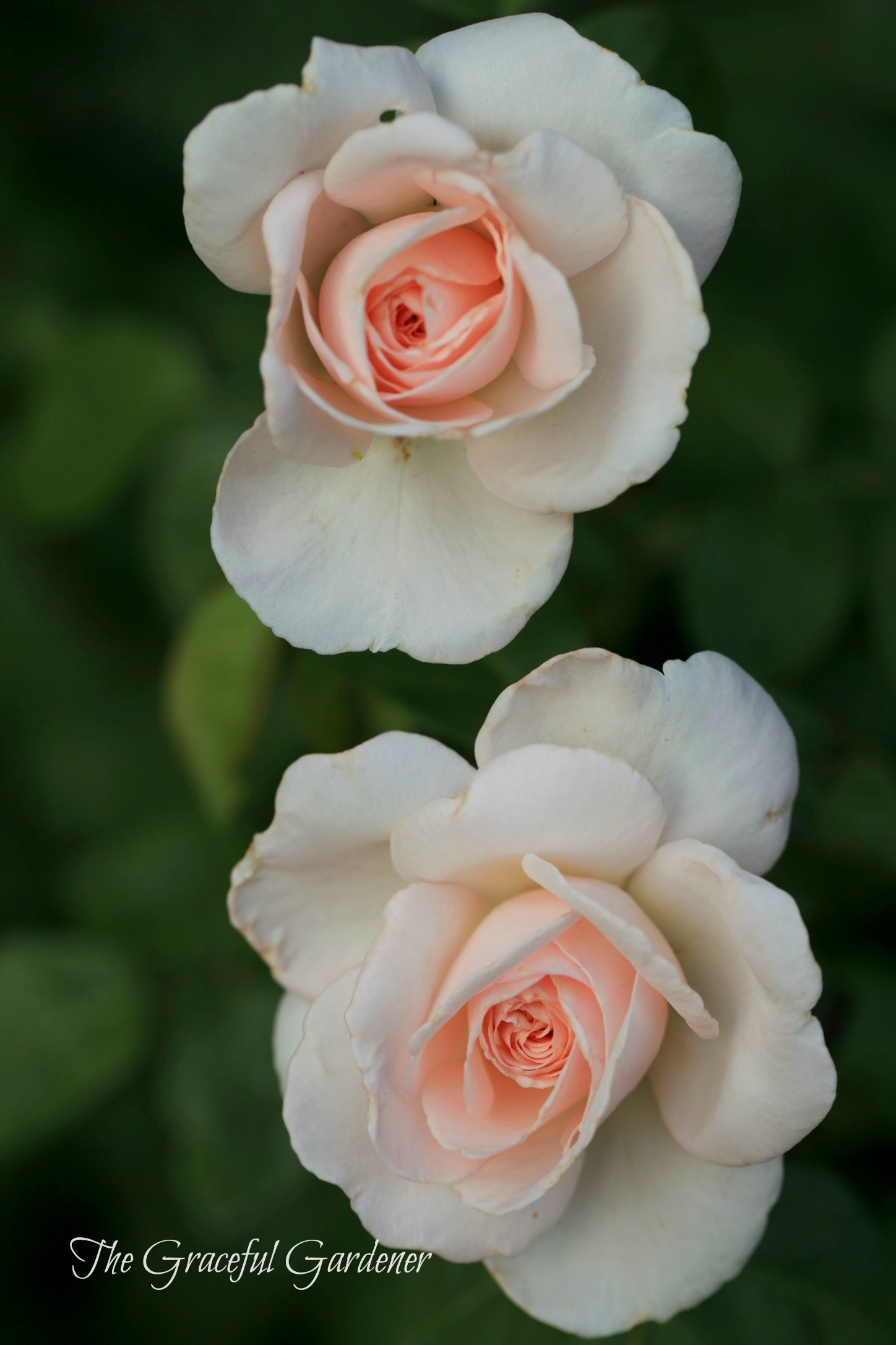 The Wordless Wednesday Rose Blooms….in my Garden – The Graceful Gardener